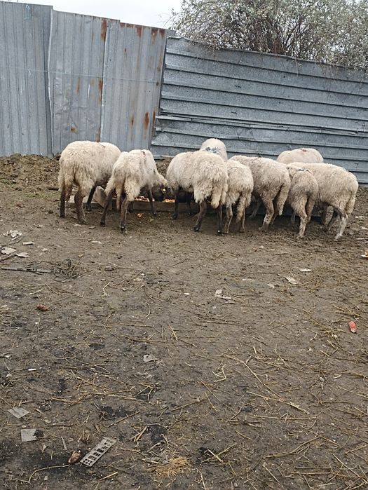 Vând 11 oi tinere de vânzare