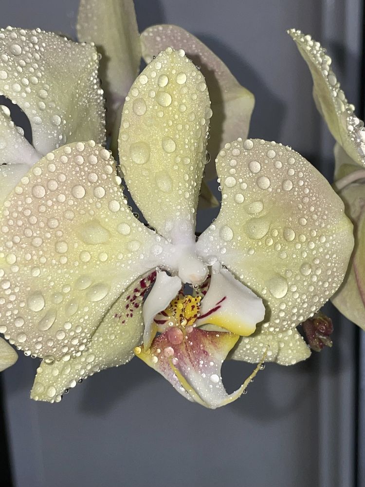 Орхидеи фаленопсисы разные с отличной корневой
