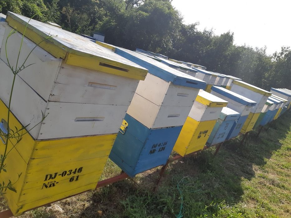 Vând cutii de stupi