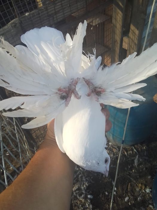 Продам голубеи разных