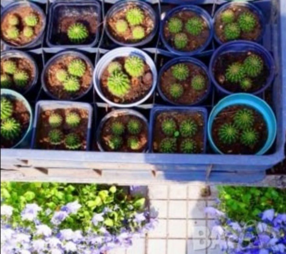 Цъфтящи кактуси Ехинопсис (Echinopsis eyriesii) (различни големини)