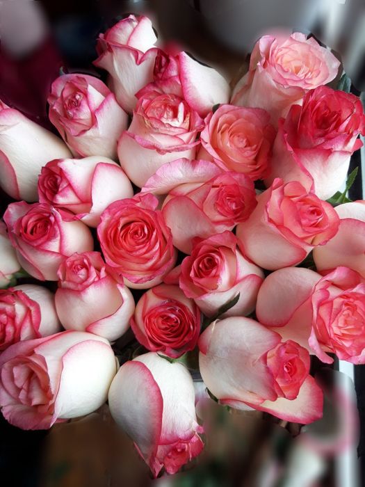 Atirgul ko'z kochatlari bor sotamiz. Атиргул кучат кочат