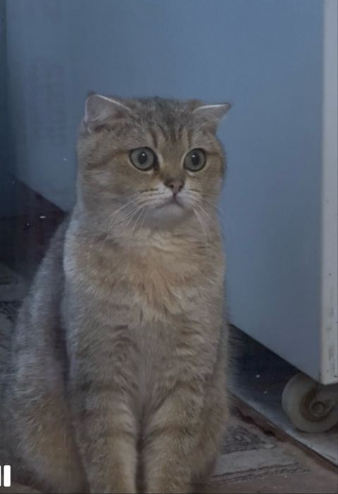 веслоухая кошка (шотландская шиншилла).