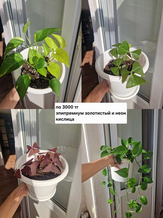 Комнатные растения/черенки/отростки/цветы от 300 тг