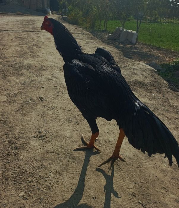 Jo'ja sotiladi  Xo'roz ni tushungan odam bildi qanaqa  ekanini