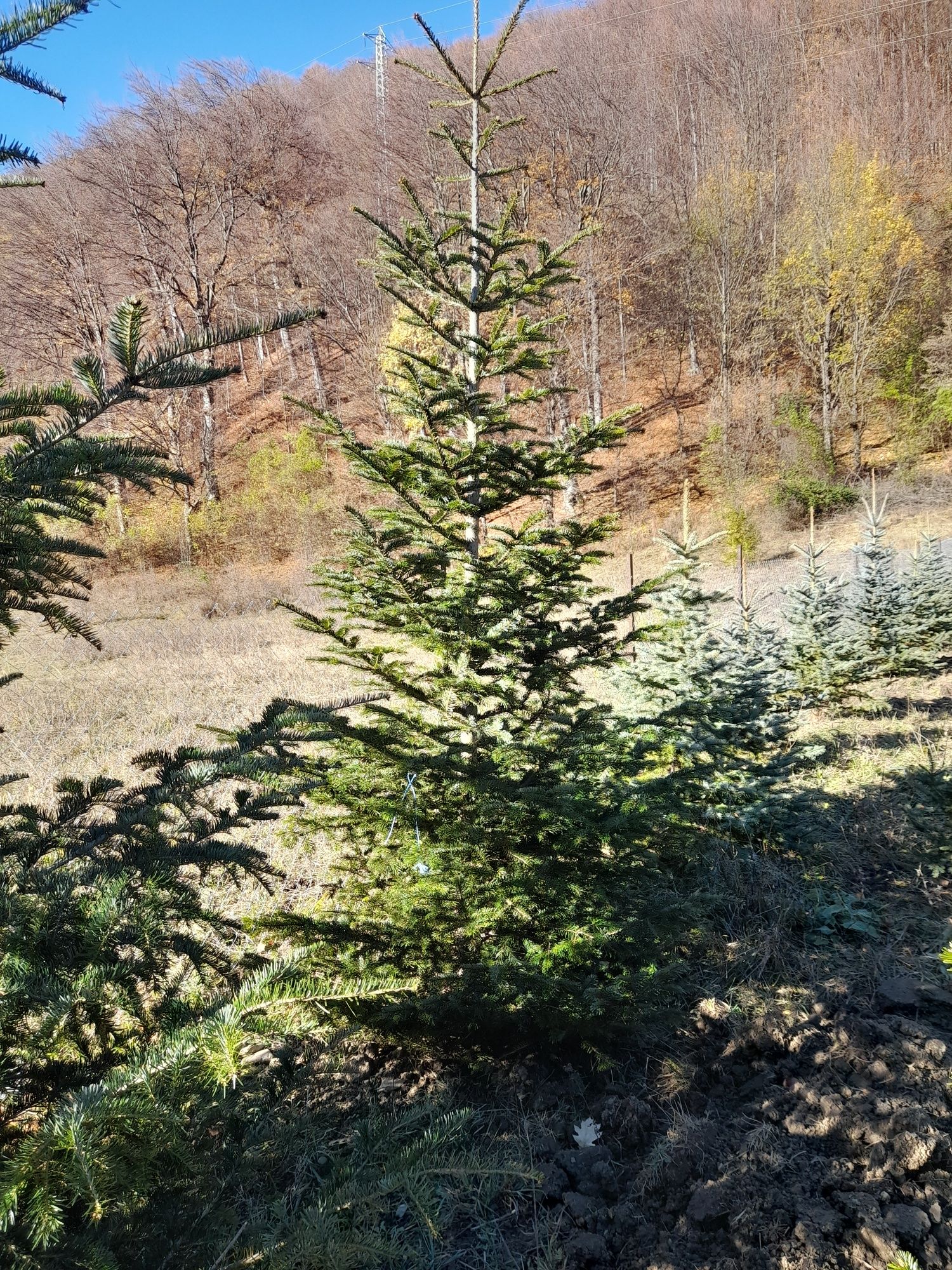 Vând brazi cu balot sau la ghiveci verzi și arginti