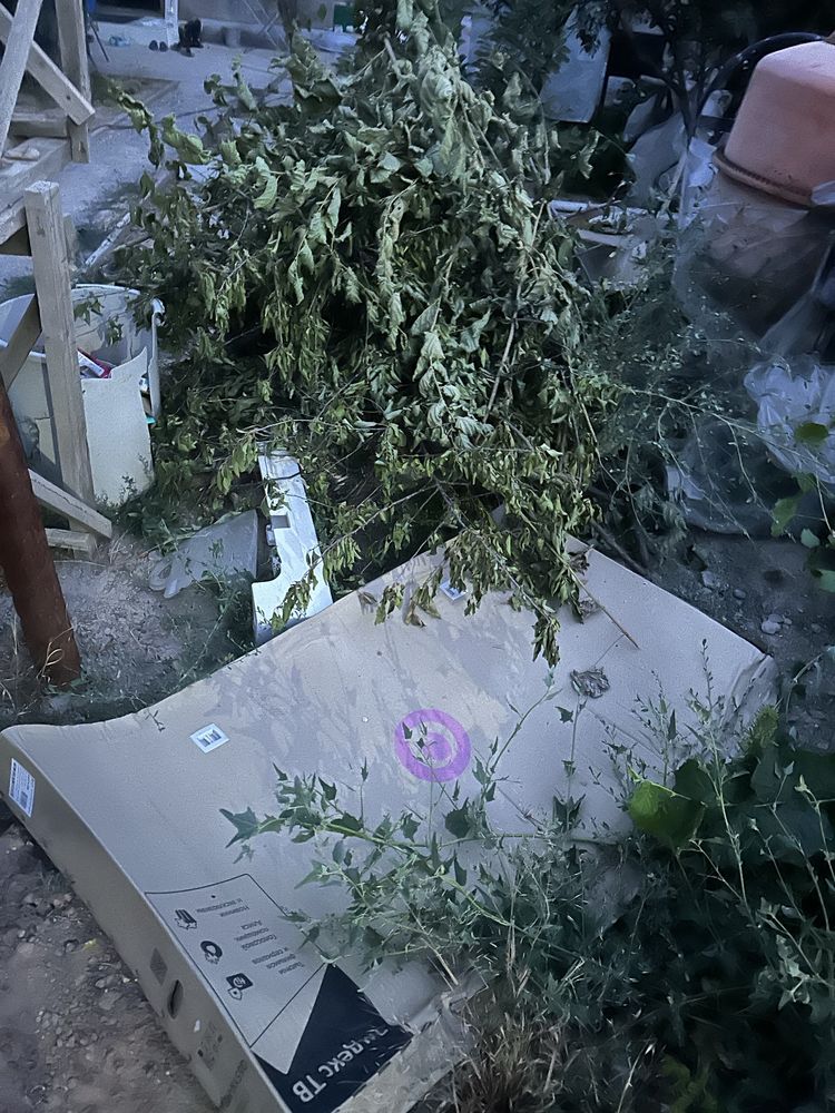 Дрова бесплатно …