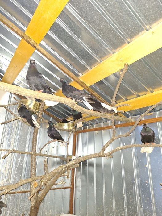 De vânzare porumbei cod alb