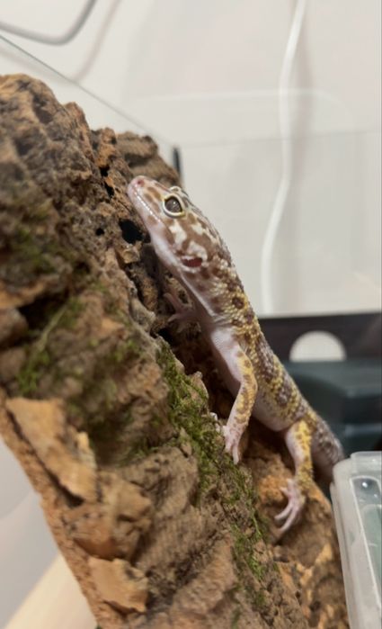 Продам Эублеафара