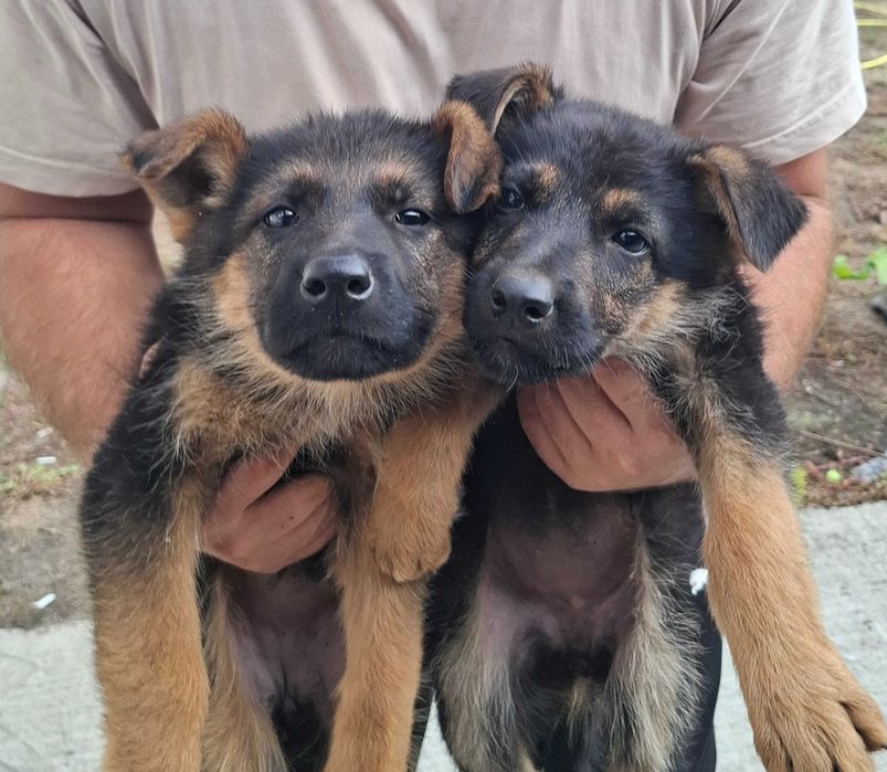 Немски   Овчарки