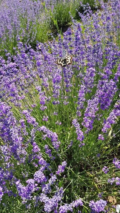 Vand ulei + apa de lavanda 100% pur
