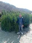 Tuia smarald leilandi plante ornamentale