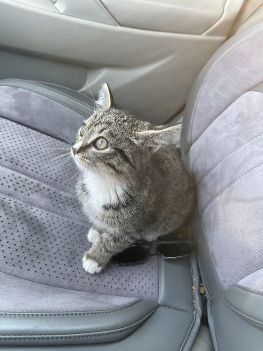 котик ищет дом/могу сама привезти