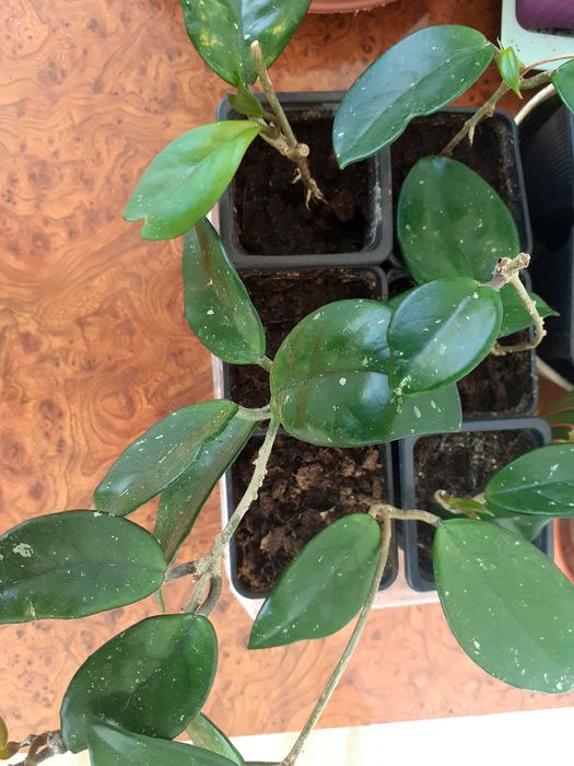 Lacrima Maicii Domnului ( Florea de ceara)