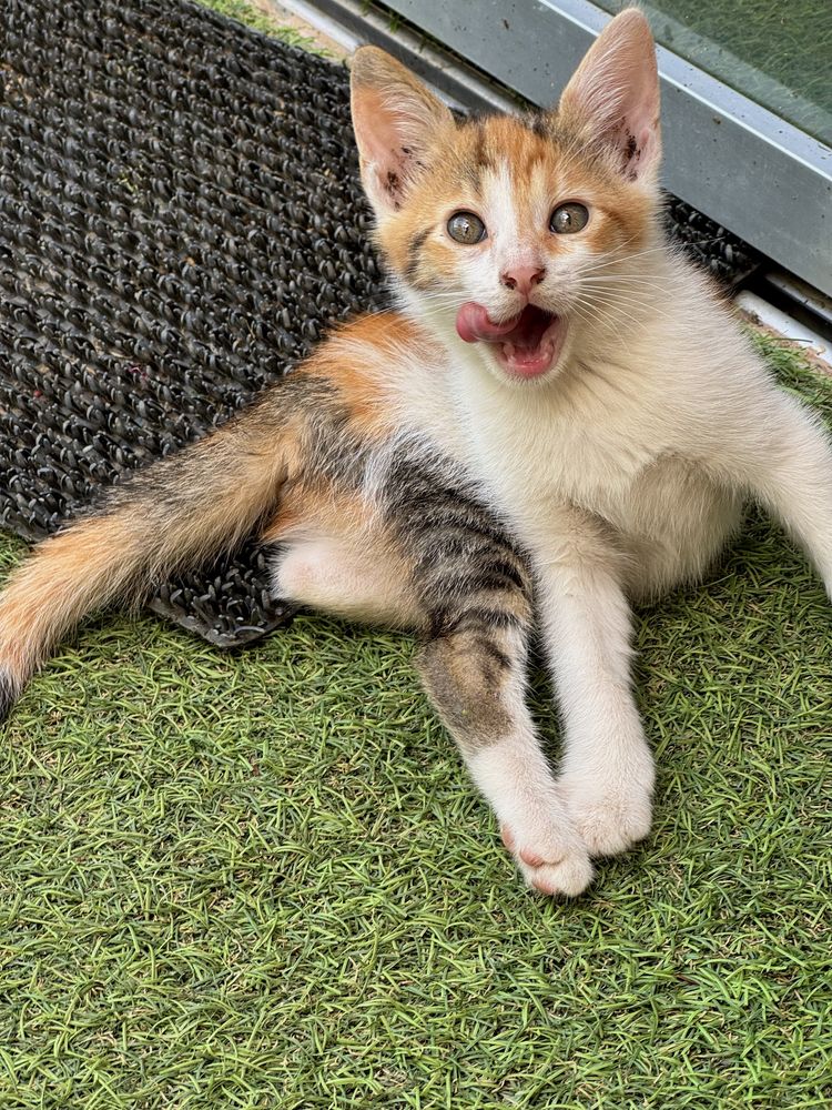 Pisoi de 2 luni - SPRE ADOPTIE