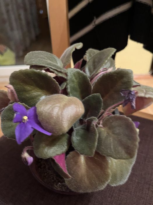 Теменужка в саксия (сентполия)