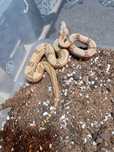 Pereche Boa Constrictor Hypo DH 100% vpi Leopard sarpe serpi