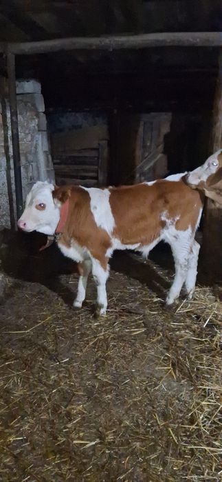 Vând 2 vitei baltati