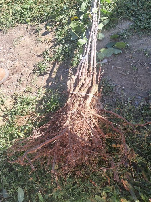 Pomi fructiferi de vanzare