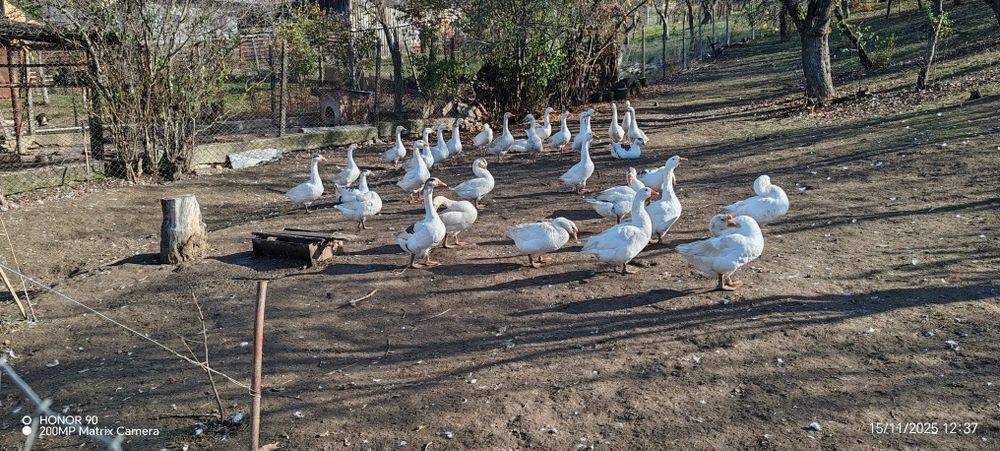 Vând gâște de anul acesta