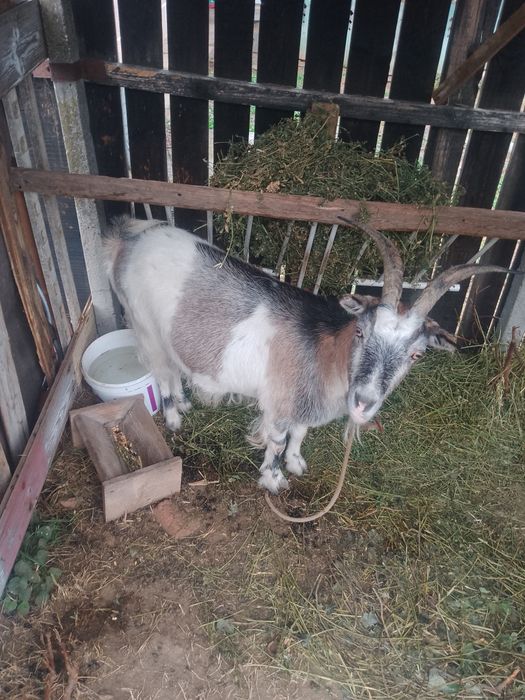 Vând capra montata sau schimb