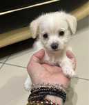 Donez catelusa chihuahua cu bichon