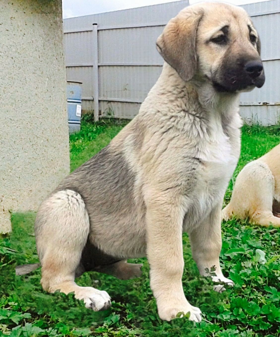Vand pui Kangal femela