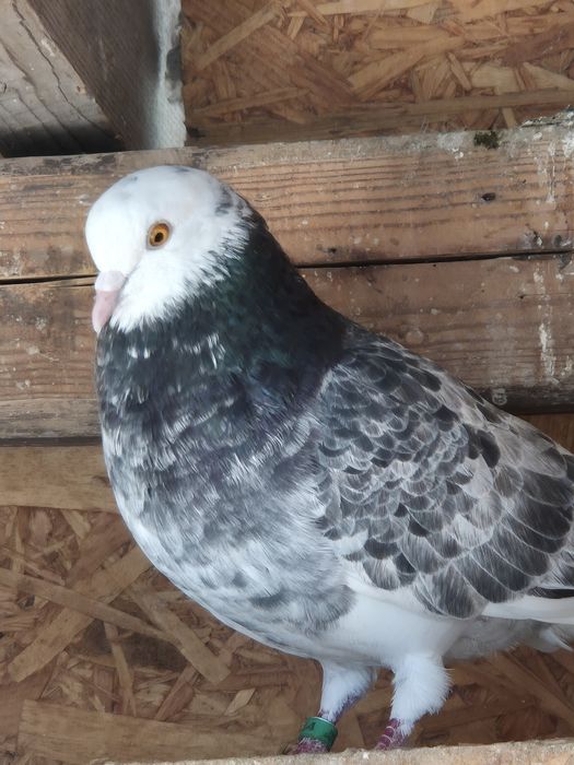 Jucători de birmingham