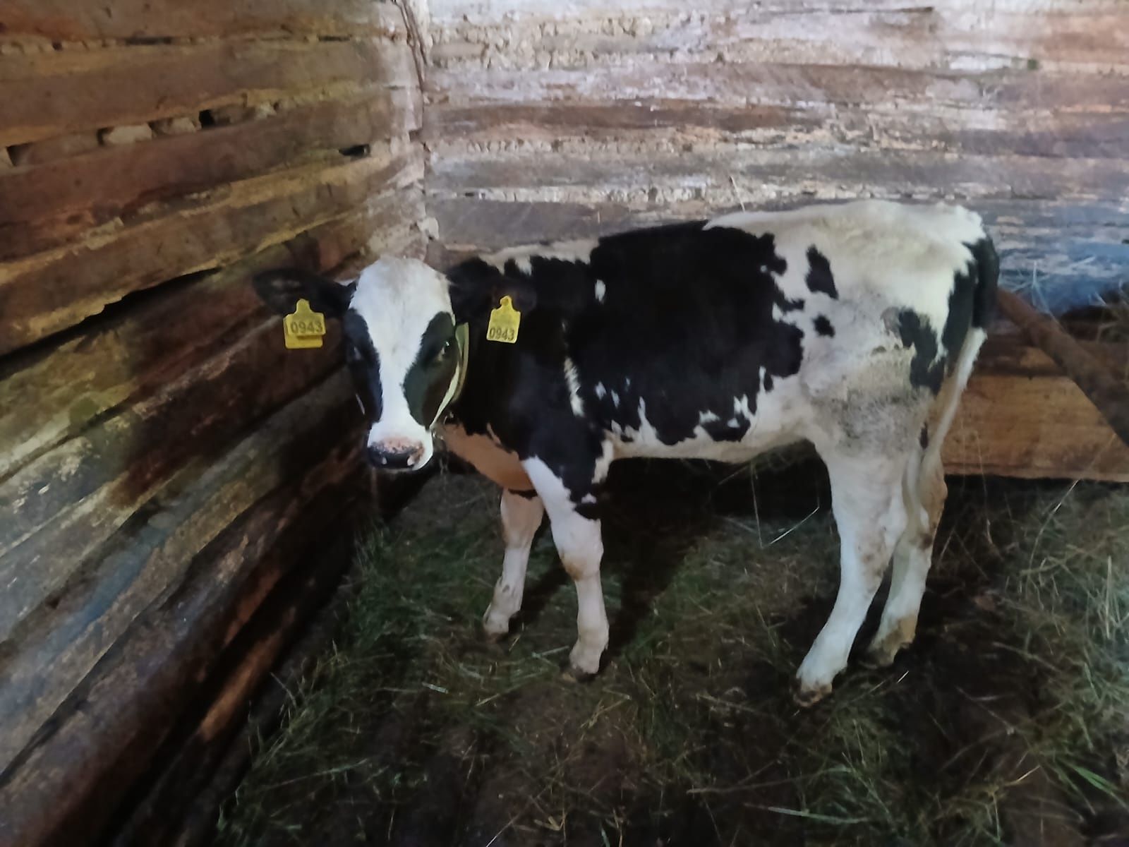 Vând vitea holstein