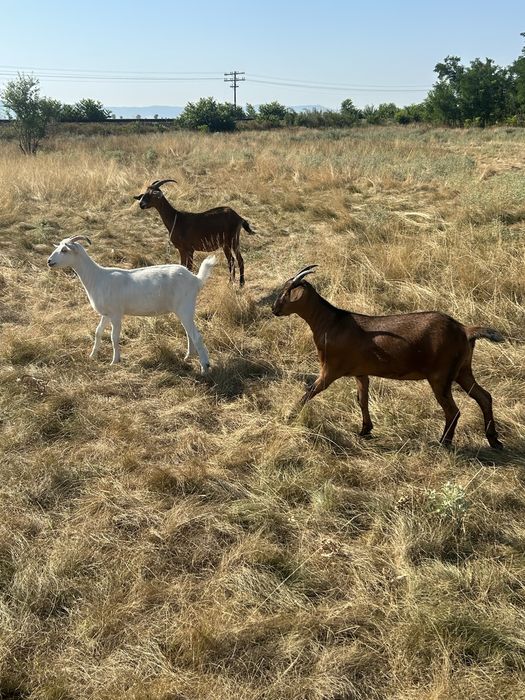 Vand capre  alpin fracez si anglonubia cu lapte si un tap