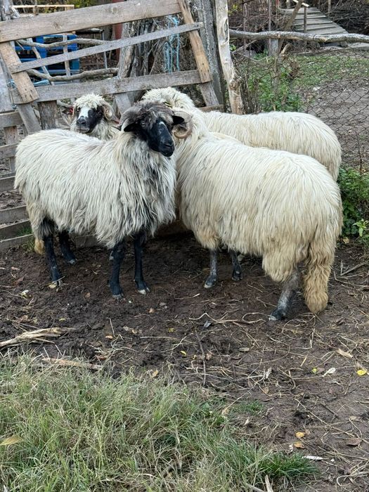De vânzare oi tinere