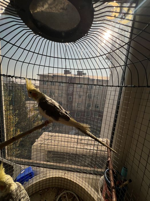 Папугаи Карела и тб