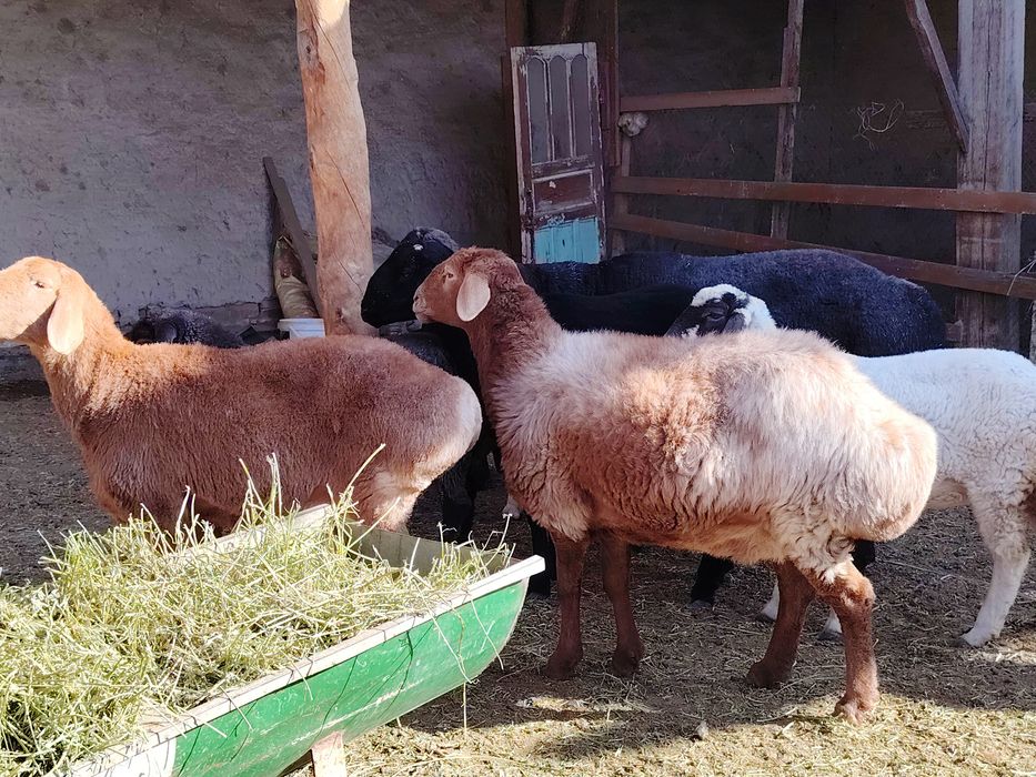 Qo'chqor, bug'oz ona bola va barralar sotiladi