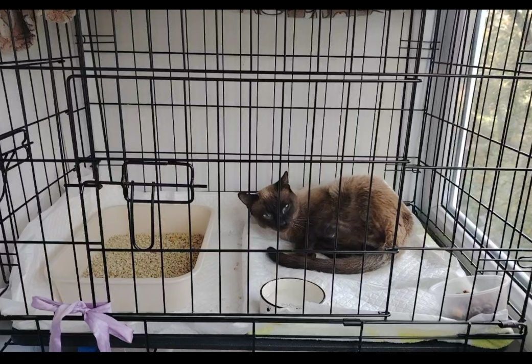 Пристраивается котик