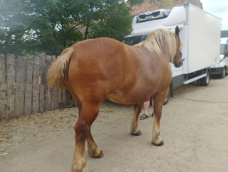 Iapa de  vânzare de 5 ani