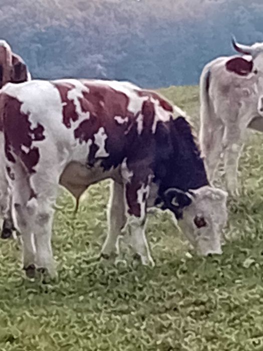 Tauri 300kg baltata romaneasca