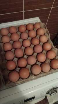 Соберу инкубационное куриное яйцо домашней несушки