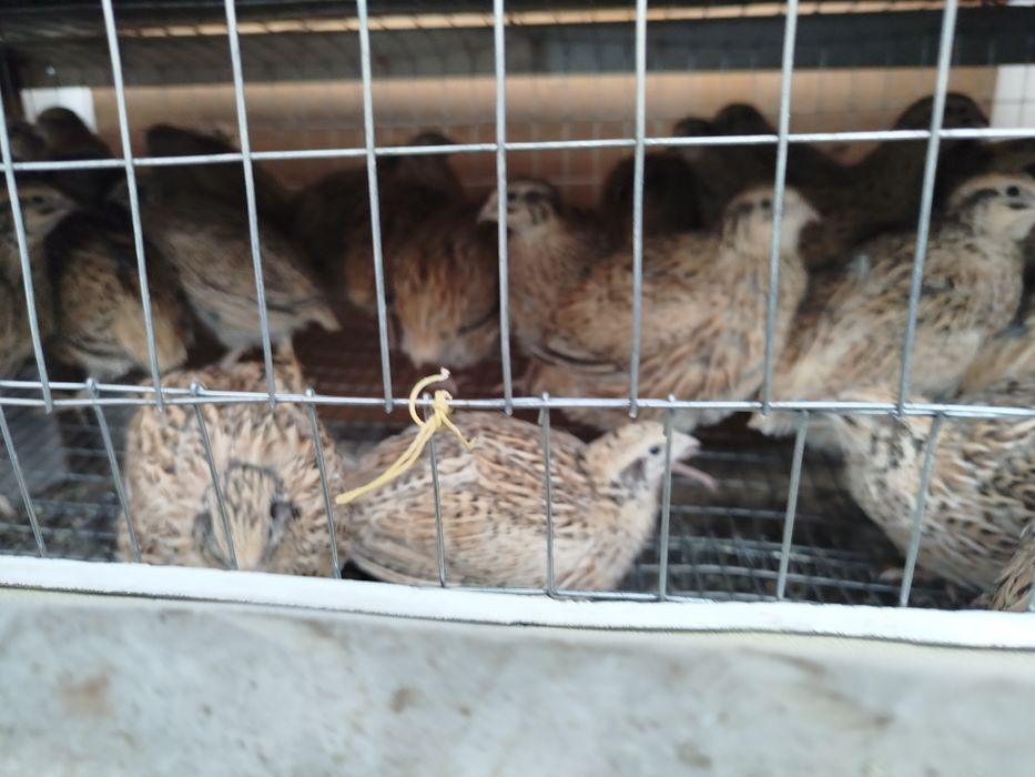 Беданалар сотилади