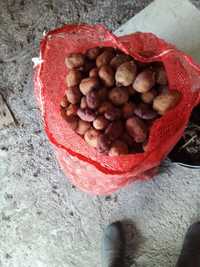 Продам 1 мешок картошки остатки от посадкидля животных средняя