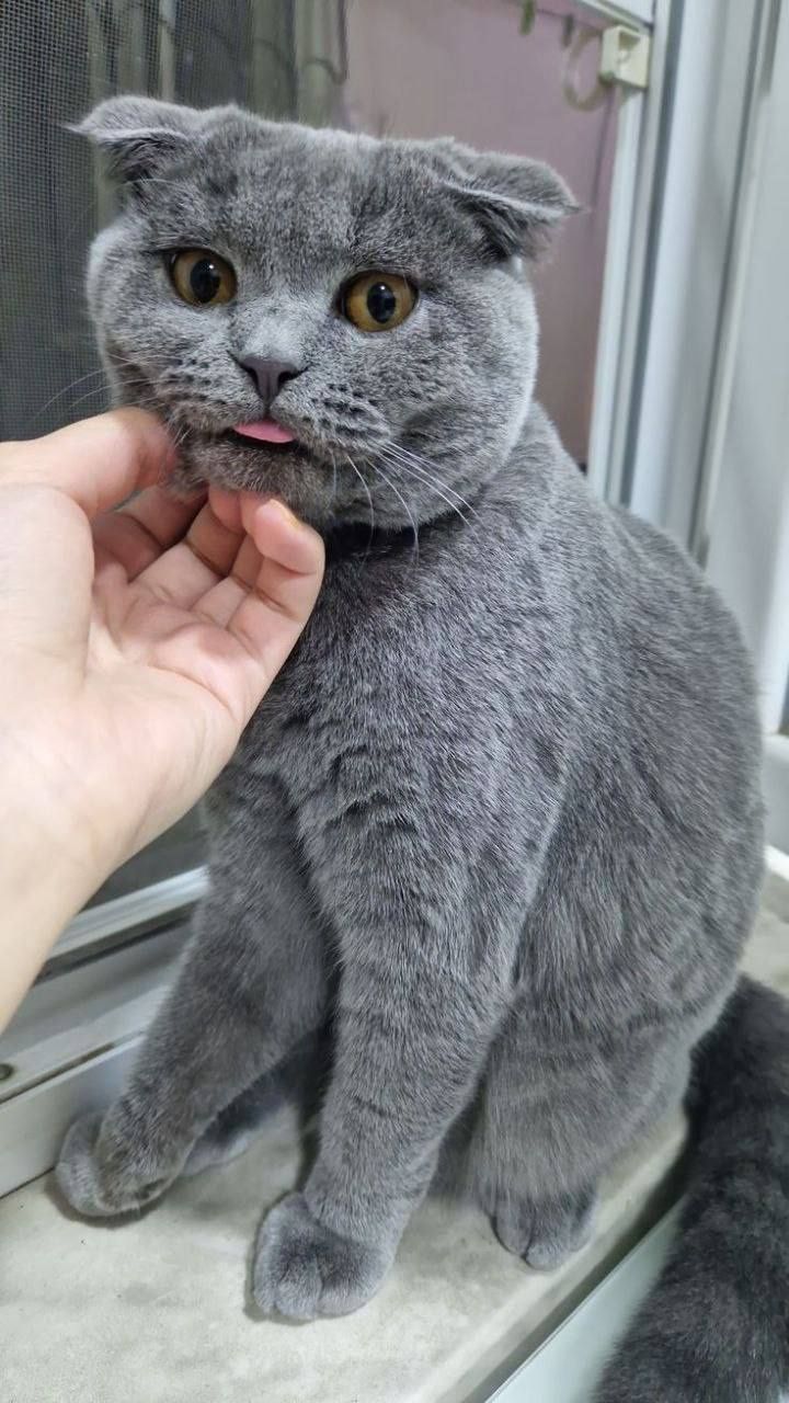 Скотиш фолт сотилади
