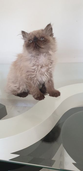 Персийски котенца