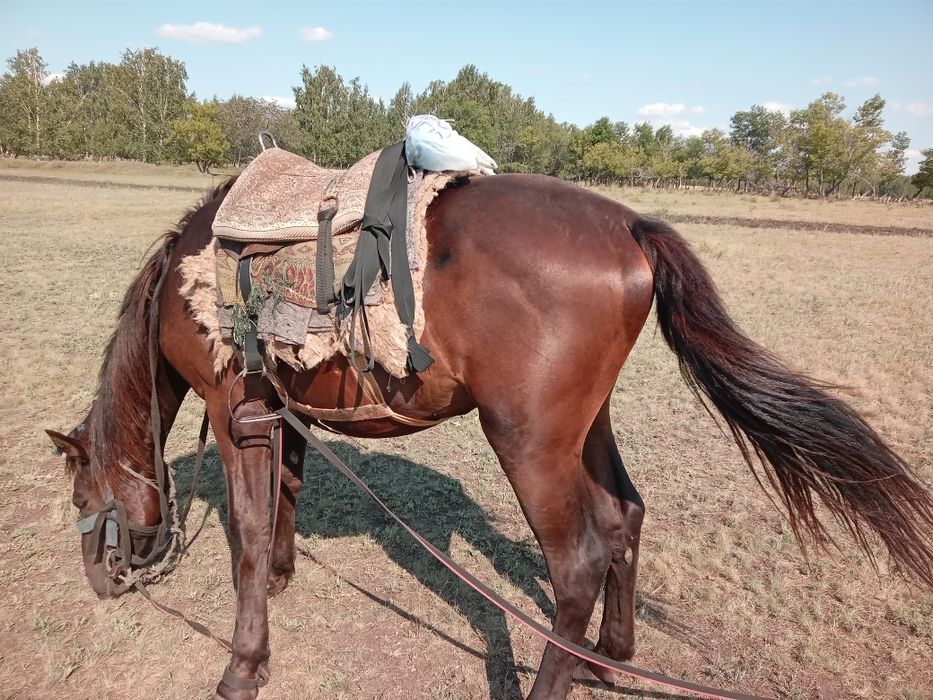 Лошади продам сельхозживотные