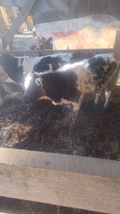 Vinvd un vitel și o vitea belga