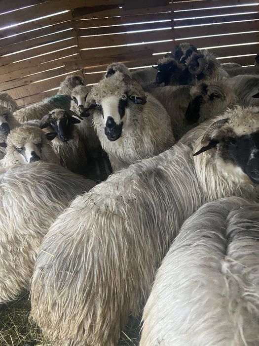 Vând 17 oi gestante + 3 berbeci + 4 miele –
