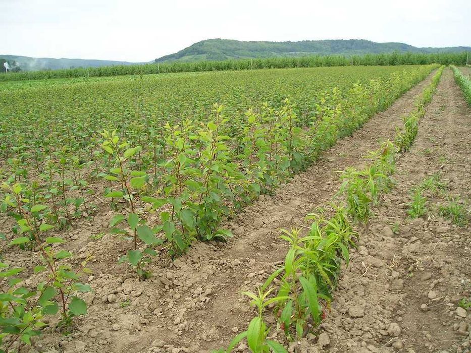 Vand pomi fructiferi si stoloni de capsuni