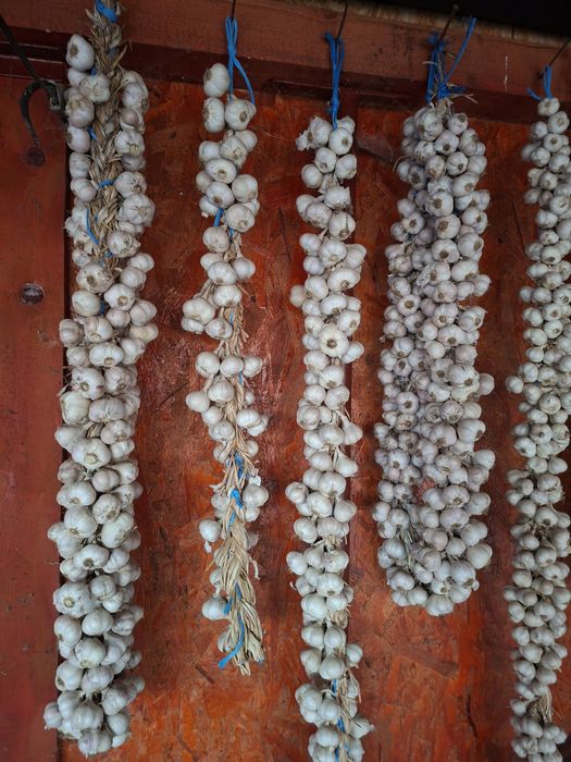 Vand usturoi romanesc