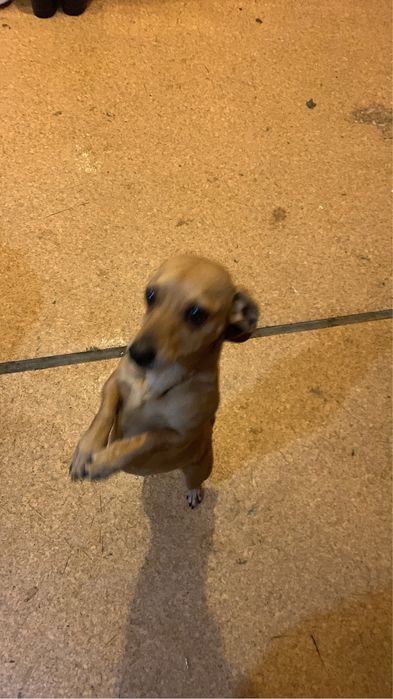 Отдам в добрые и любящие руки таксу!