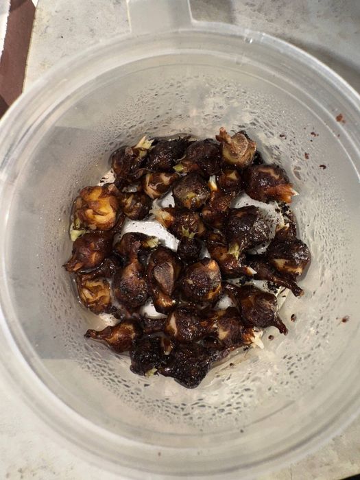 Бамбино клубни  Каждый по 10.000 сум