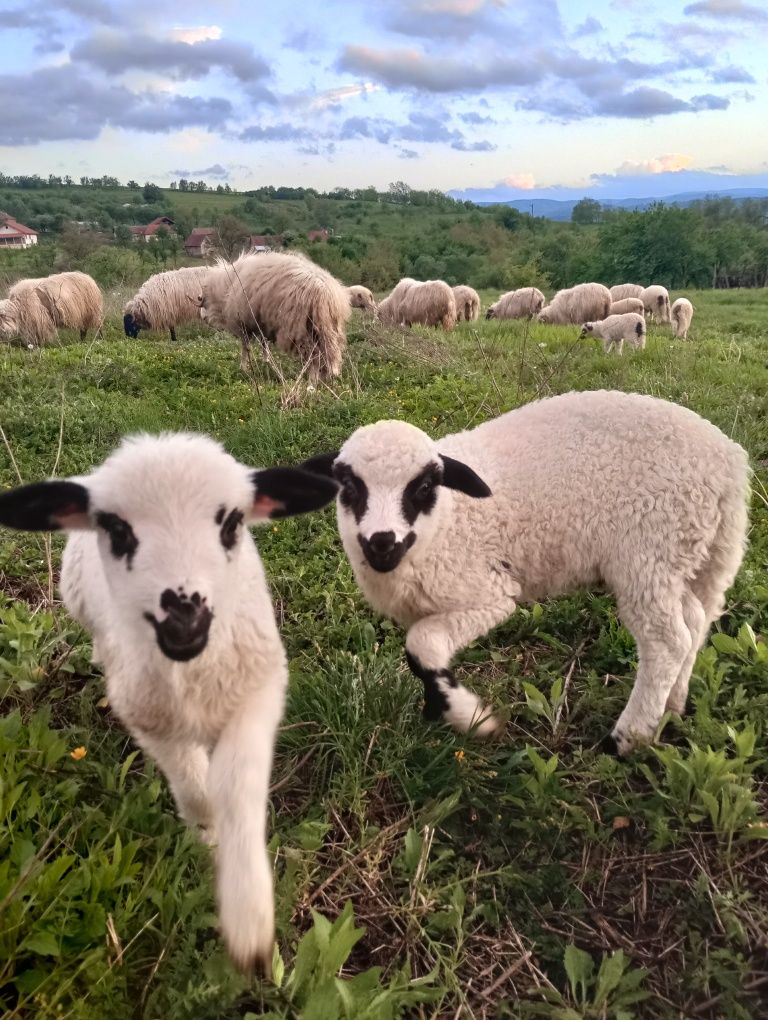 Vând miei pentru Paște