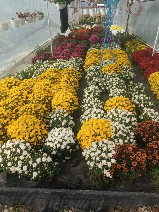 Crizanteme diferite culori